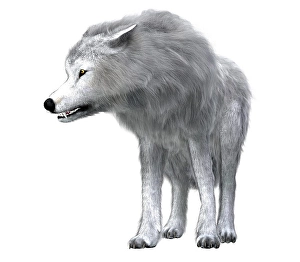 Grey Wolf Species Drucke: Dire wolf pack leader