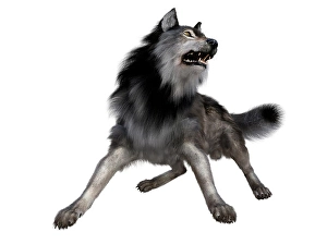 Grey Wolf Species Drucke: Dire wolf, front view on white background