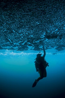 West Papua Underwater Scene Drucke: A diver reaches up to touch the ceiling of an undercut, caused by wave erosion