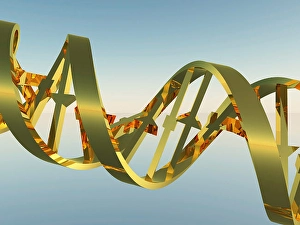 Double Helix Structure Drucke: DNA Strand. 3D model