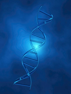 DNA Double Helix Structure Drucke: DNA Strand