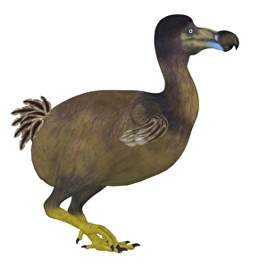Drucke von Der Dodu Vogel, Seitenansicht. Der Dodu ist ein ausgestorbenes Flugloses Vögelgewesen, das auf der Insel Maurizius im Indischen Ozean lebte Verbündete Drucke: Rheinvogel, Seitenansicht