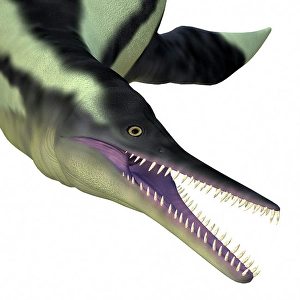 Prehistoric Marine Reptile Drucke: Dolichorhynchops plesiosaur head