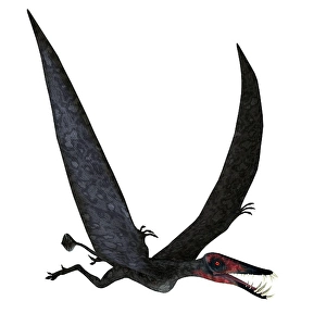 Dorygnathus pterosaur in Flug.
