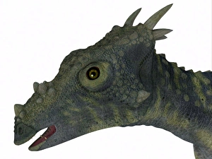 Bipedal Dinosaur Species Drucke: Dracorex dinosaur head