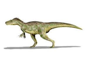 Cretaceous Period Artwork Drucke: Dryptosaurus dinosaur, pencil drawing