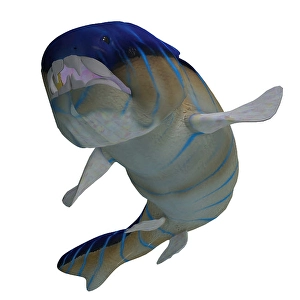 Prehistoric Sea Life Images Drucke: Dunkleosteus fish showing teeth