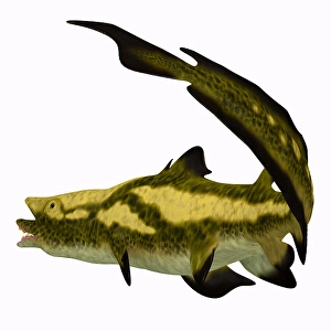 Prehistoric Shark Drucke: Edestus shark