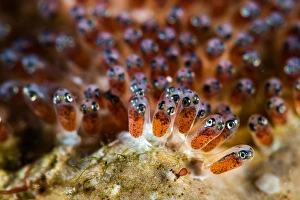 Indonesian Ocean Wildlife Images Drucke: The eggs of an anemone fish, Lembeh Strait