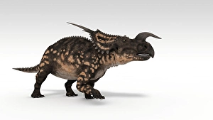 Cretaceous Era Animals Drucke: Einiosaurus dinosaur, white background