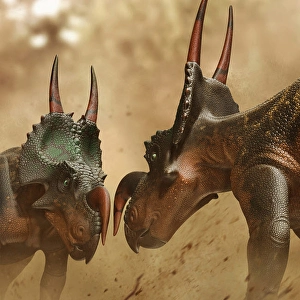 Dinosaur Artwork Illustration Drucke: Two Einiosaurus dinosaurs fighting
