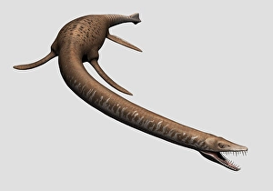Prehistoric Reptile Drucke: Elasmosaurus isolated on a white background