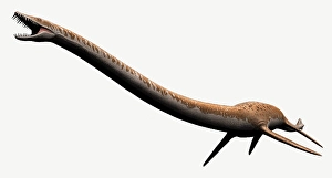Digitally Generated Artwork Drucke: Elasmosaurus isolated on a white background