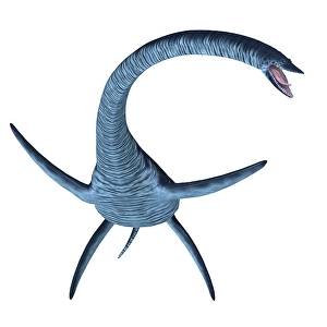 Prehistoric Creatures Drucke: Elasmosaurus plesiosaur, front view on white background