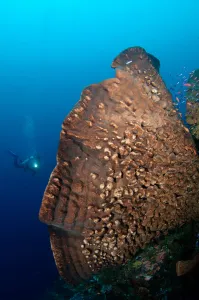Scuba Diver Underwater Drucke: An elephant ear sponge dwarfs a distant diver
