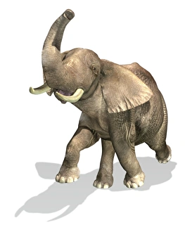 Elephant Illustration Drucke: Elephant on white background with drop shadow