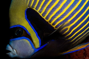 Actinopterygii Fish Drucke: An emperor angelfish