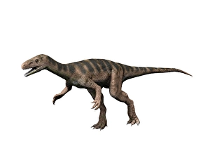 Carnivorous Theropod Dinosaurs Drucke: Eodromaeus murphi dinosaur, white background