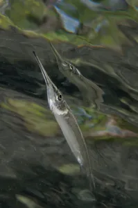 Raja Ampat Wildlife Drucke: Estuarine halfbeak reflecting on the surface