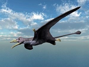 Digital Composite Artwork Drucke: Eudimorphodon ranzii flying against the clouds