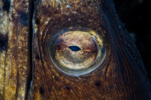 Gerahmter Druck : Detail des Auges auf einer Blacksaddle-Schnur-Eidechse.