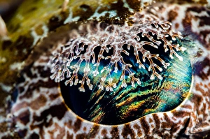 Papua New Guinea Marine Life Drucke: Eye detail of a crocodile flathead