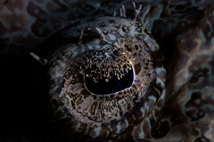 Close Up Fish Photography Drucke: Detail of the eye of a large crocodilefish
