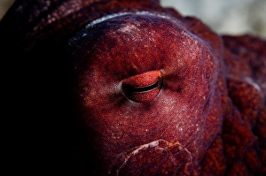 Animal Themes Photography Drucke: Detail of the eye of a reef octopus
