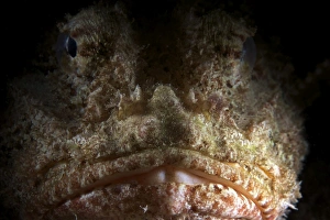 Animal Themes Photography Drucke: The face of a Spotted Scorpionfish