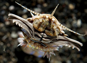 Polychaete Worms Drucke: Facial view of the predatory Bobbit worm, Lembeh Strait, Indonesia