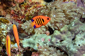 Tropical Reef Fish Drucke: Flame angelfish, Centropyge loricula