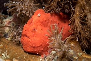 Tropical Ocean Life Drucke: Frogfish in the Philippines