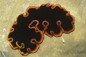 Animal Themes Stock Photos Drucke: Glorious flatworm (Pseudobiceros gloriosus)