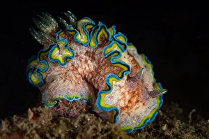 Indonesia Underwater Photography Drucke: A Glossodoris cincta nudibranch