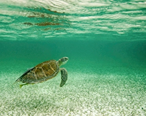 Bahamas Wildlife Drucke: Grean sea turtle with reflection in surface