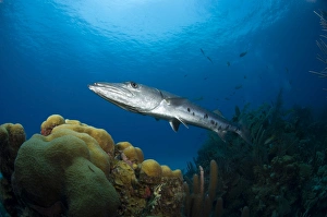 Great Barracuda Drucke: Great Barracuda, Belize
