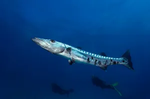 Great Barracuda Drucke: Great barracuda with divers in background