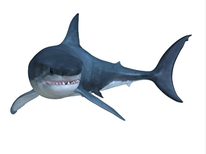 Carcharodon Carcharias Species Drucke: Great White Shark