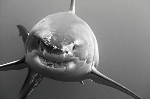 Carcharodon Carcharias Images Drucke: Great white shark approaching the camera