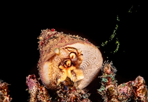 Animal Behavior Drucke: A green top shell, Tectus pyramis