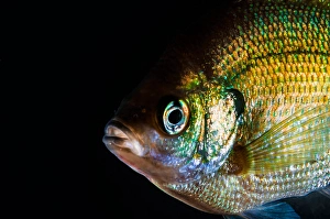 Actinopterygii Fish Drucke: A green sunfish