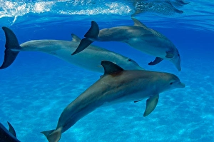 Tursiops Truncatus Species Drucke: A group of Atlantic bottlenose dolphins