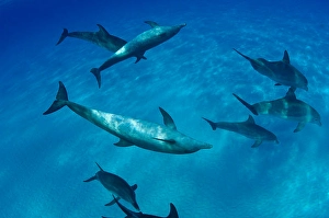 Tursiops Truncatus Species Drucke: A group of Atlantic bottlenose dolphins