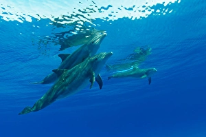 Atlantic Ocean Wildlife Photos Drucke: A group of Atlantic bottlenose dolphins
