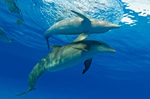 Colorful Ocean Creatures Drucke: A group of Atlantic bottlenose dolphins