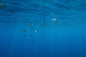 Sepioteuthis Lessoniana Drucke: Group of bigfin reef squid with sharp sunrays piercing the surface