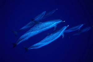 Blue Ocean Wildlife Drucke: Group of Pacific spotted dolphins