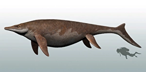 Prehistoric Fish Drucke: Guanlingsaurus to scale with a scuba diver for reference