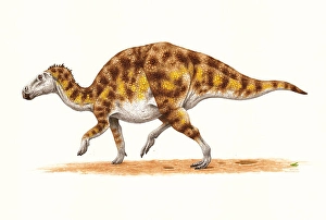 Dinosaur Artwork Drucke: Hadrosaurus dinosaur, side view on white background