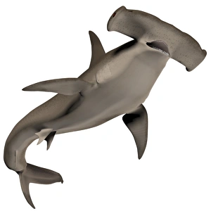 Shark Species Drucke: Hammerhead Shark